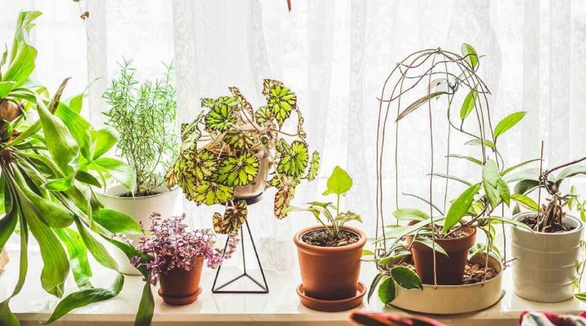 بهترین روش‌های نگهداری از گیاهان آپارتمانی
