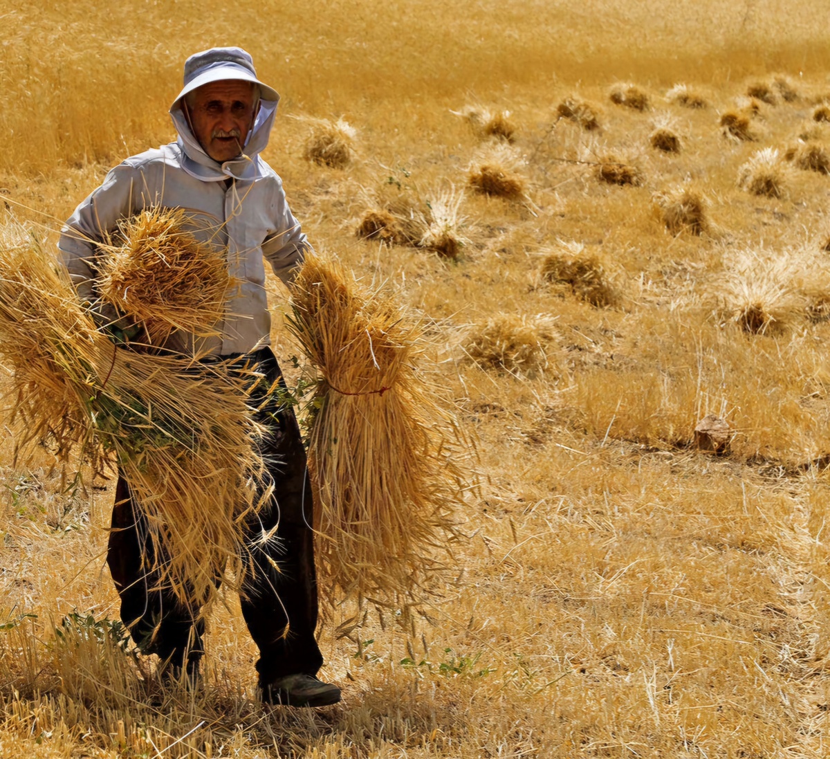 خریداری ۷۴ هزار تن گندم از کشاورزان کهگیلویه و بویراحمد