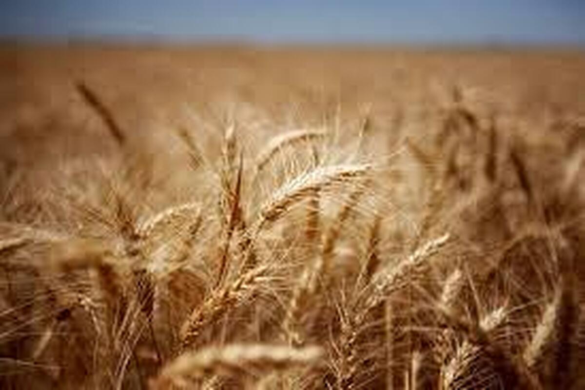 خرید ۳۰۰ هزار تن گندم مازاد از کشاورزان لرستانی