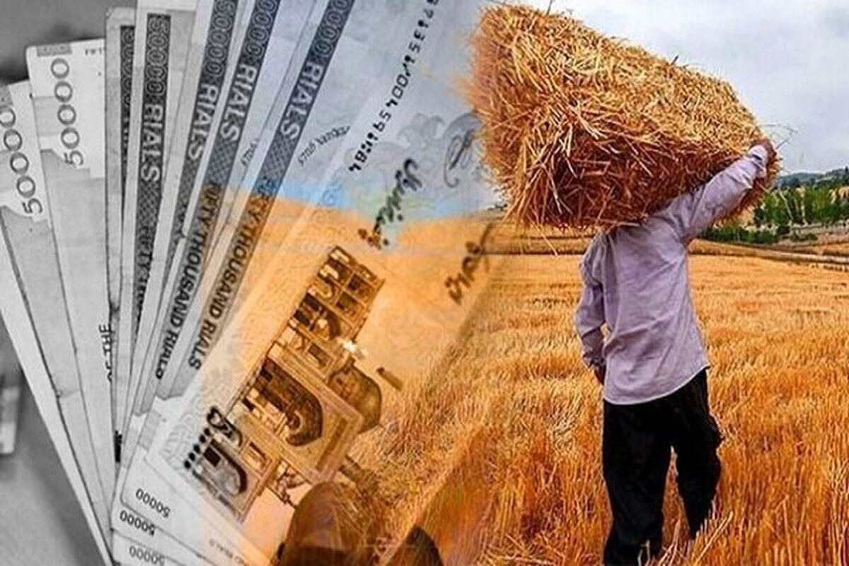 رشیدی: ‌۴۲۶ هزارتن گندم تضمینی در فارس خریداری شد