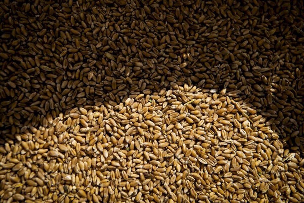 وضعیت برداشت گندم در سایه کم‌آبی در غرب و پرآبی در شرق سمنان