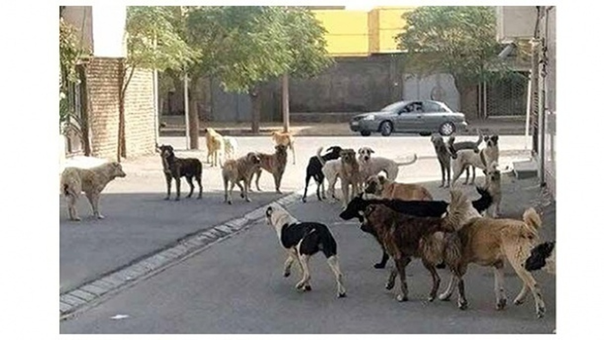 حیوان گزیدگی در خراسان جنوبی 20 درصد بیشتر از آمار کشوری