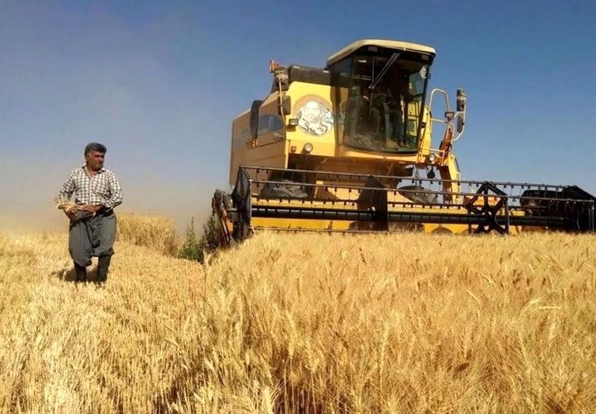 بیش از ۱۰۰ هزار تن گندم از کشاورزان استان قزوین خریداری شد