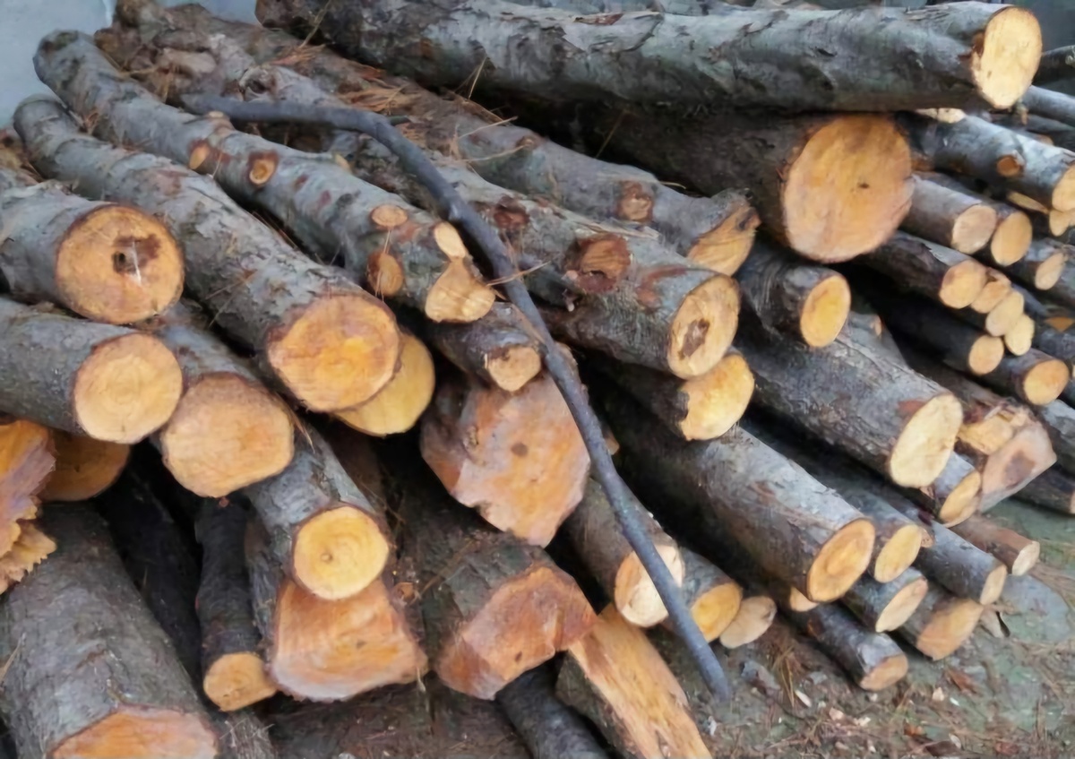 کشف بیش از یک تن چوب قاچاق در شهرستان کهگیلویه