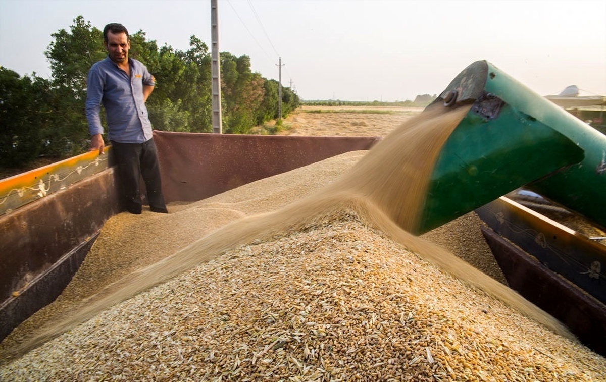 خرید ۳۴۶ هزار تن گندم در آذربایجان‌غربی