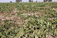 تداوم بارش‌های تابستانی تا جمعه و خطر خسارت به محصولات کشاورزی