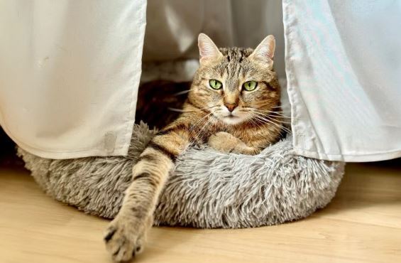 روش های جدید روش های قدیمی را به چالش میکشند روش های جدید روش های قدیمی را به چالش میکشند