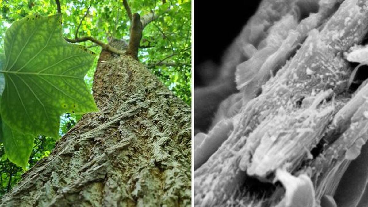 یک نوع چوب جدید با قابلیت ذخیره کربن کشف شد