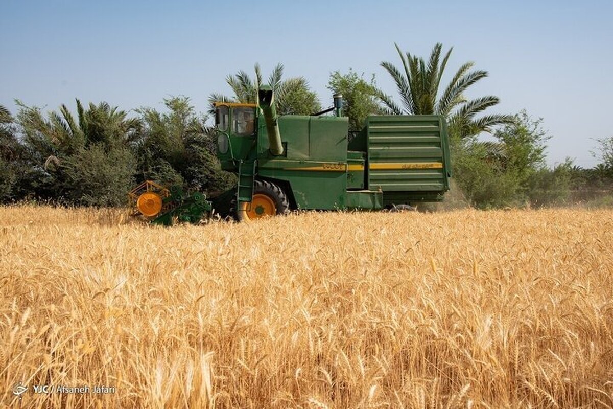 بیش از ۸۷۶ هزار تُن گندم از کشاورزان کردستانی خریداری شد
