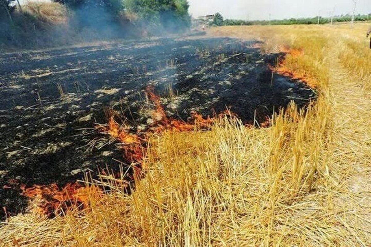 ۲۵۱ هکتار از مزارع کشاورزی لرستان در آتش سوخت