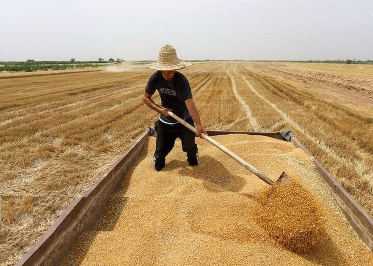 خرید ۱۰ میلیون تُن گندم از کشاورزان به ارزش ۱۸۰ همت