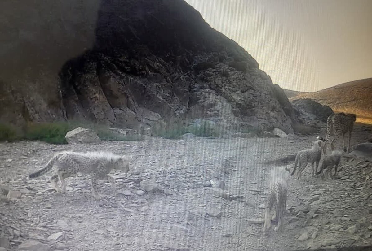 ثبت حضور یک قلاده یوزپلنگ ماده به همراه چهار توله در منطقه توران