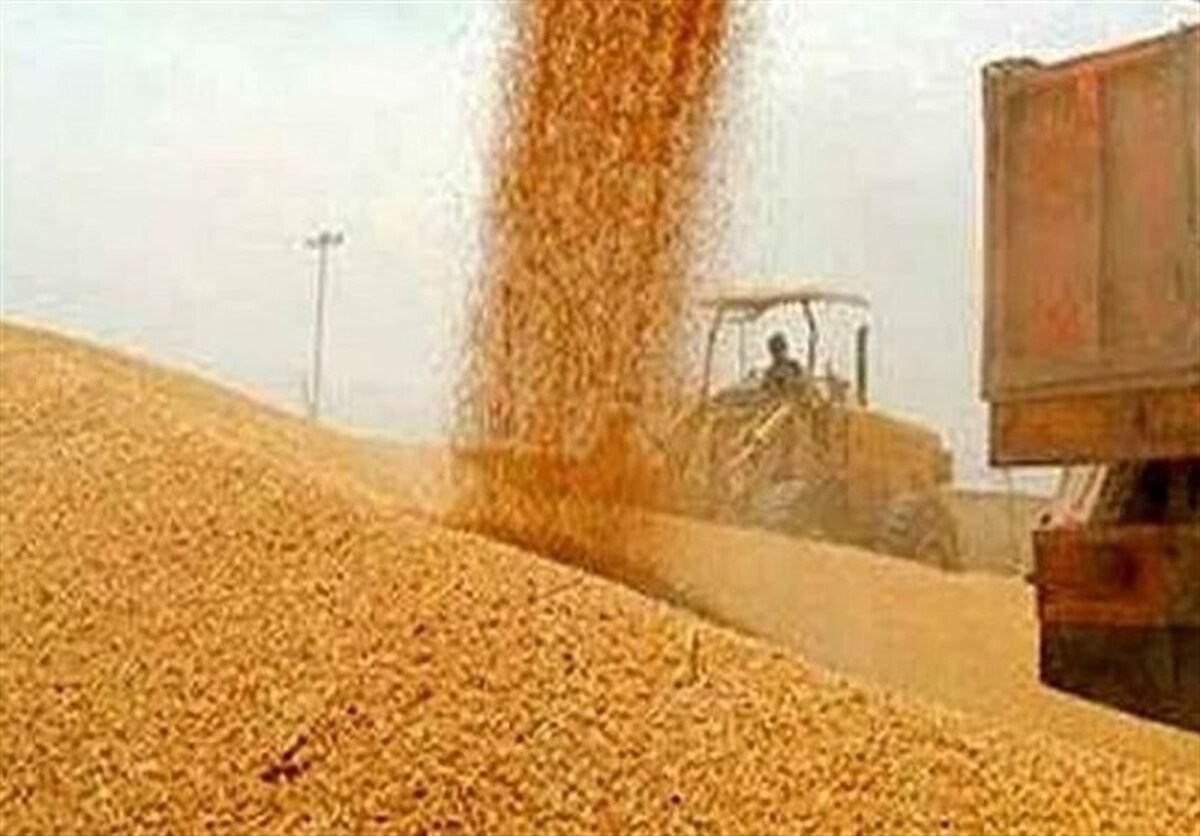 خریداری روزانه چهار هزار تن گندم از کشاورزان کرمانشاهی