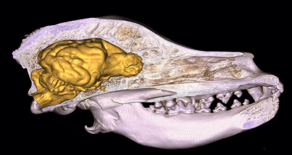 سگ های راکونی رقیب جدید خرس های قطبی