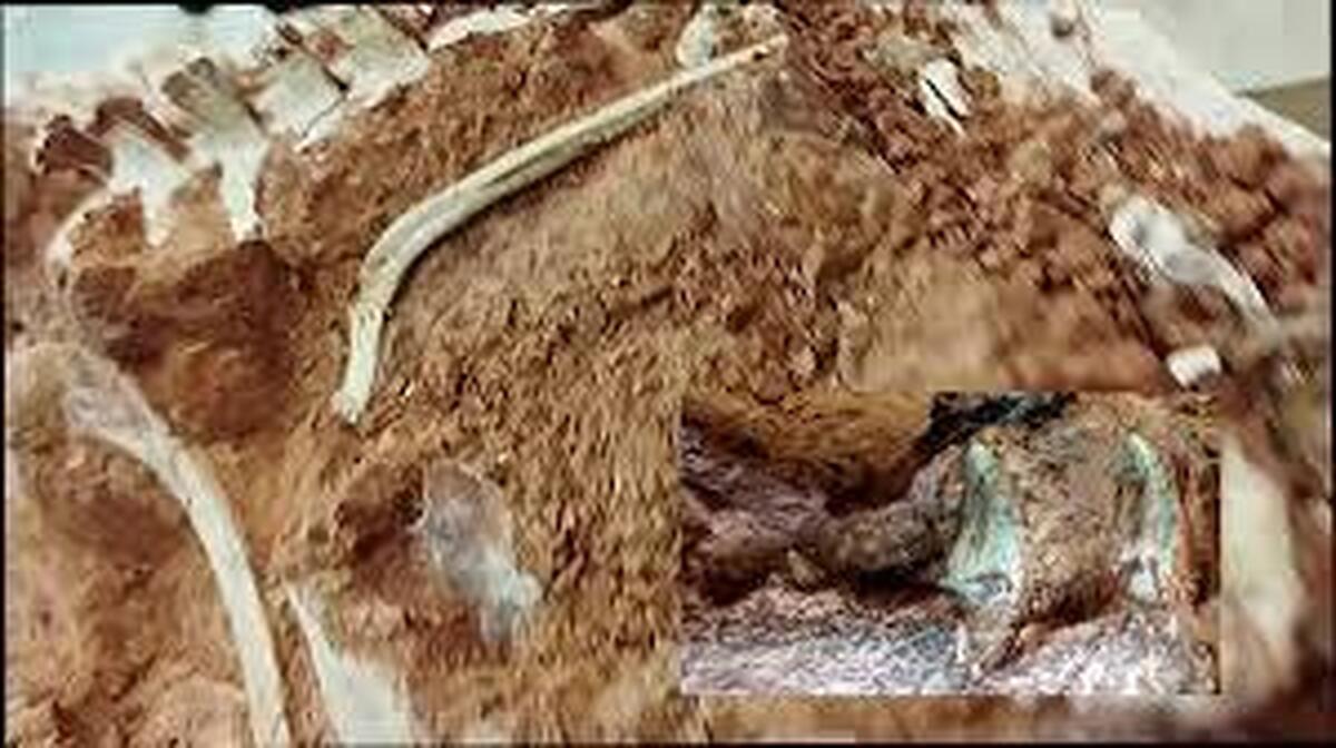 استخوان‌های دایناسور ۲۳۳ میلیون ساله کشف شد