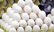 کاشانی: در دولت سیزدهم از واردکننده تخم مرغ به صادرکننده تبدیل شدیم