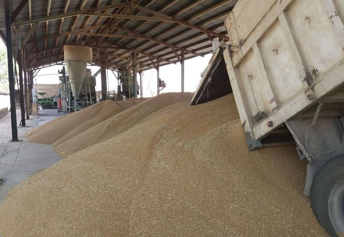 خرید ۱۵ هزار تن گندم مازاد بر نیاز کشاورزان در چهارمحال و بختیاری