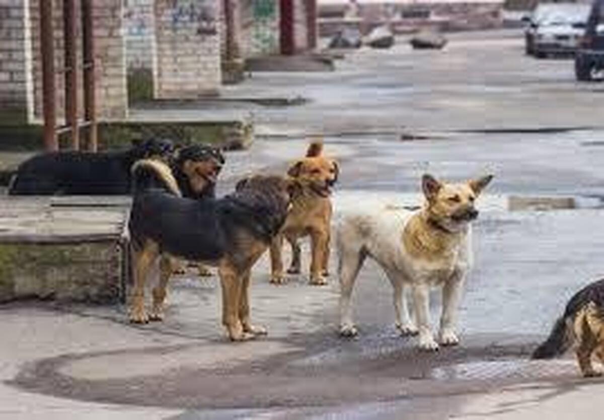 پناهیان:  راهکارهای علمی برای جمع‌آوری و نگهداری سگ‌های ولگرد در شیراز اجرا می شود