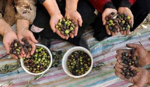 مبارزه با آفت مگس زیتون در  باغات طارم سفلی  آغاز شده است