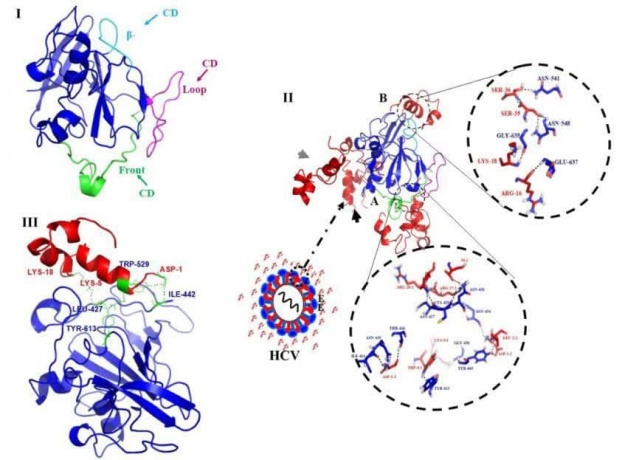 پپتید ضدباکتریایی (cLF۳۶) جایگزین جدید برای آنتی‌بیوتیک‌های رایج