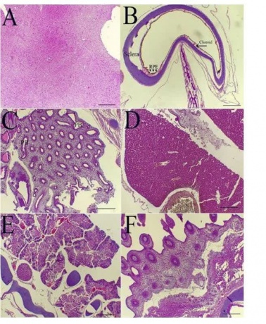 پپتید ضدباکتریایی (cLF۳۶) جایگزین جدید برای آنتی‌بیوتیک‌های رایج