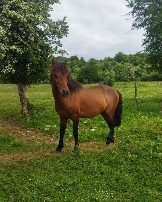 اسب کاسپین ظرفیت بالایی برای استفاده در چوگان کودکان دارد