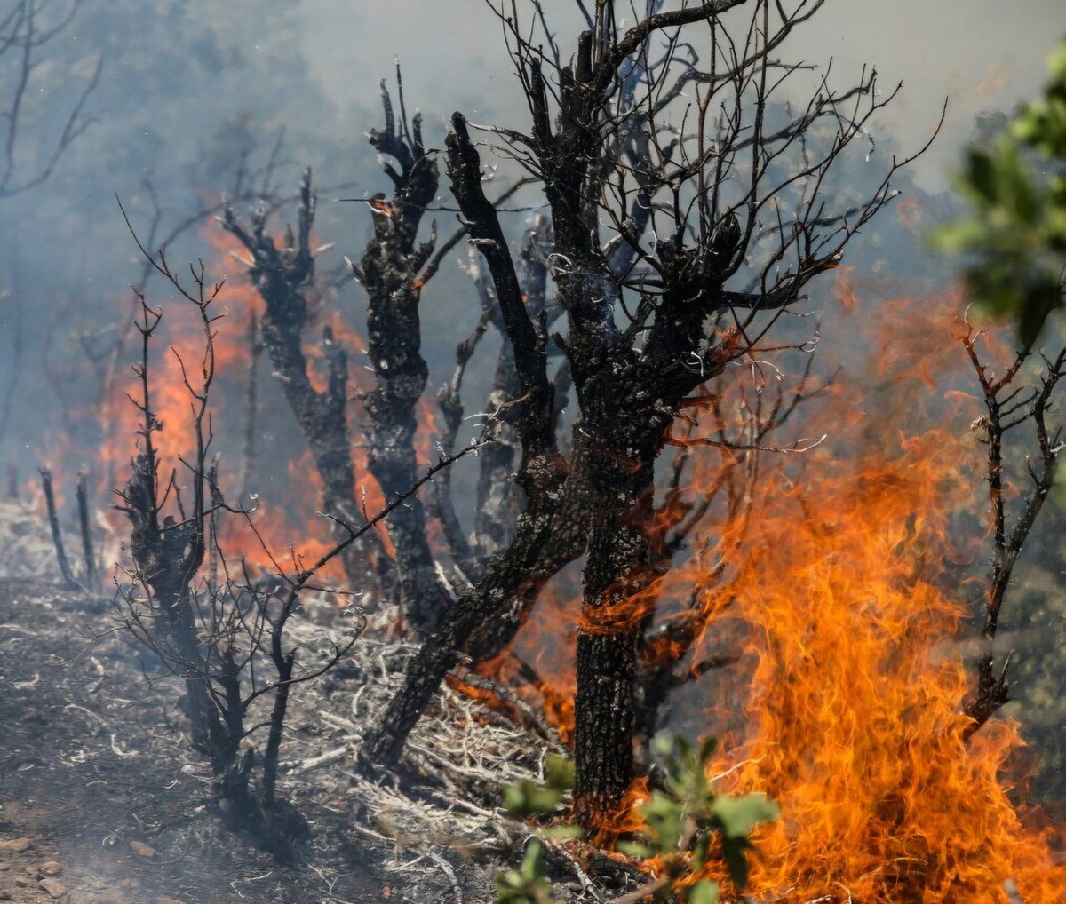 شناسایی و تشکیل پرونده قضایی ۲۱نفر ازعاملان آتش سوزی جنگل های کهگیلویه و بویراحمد