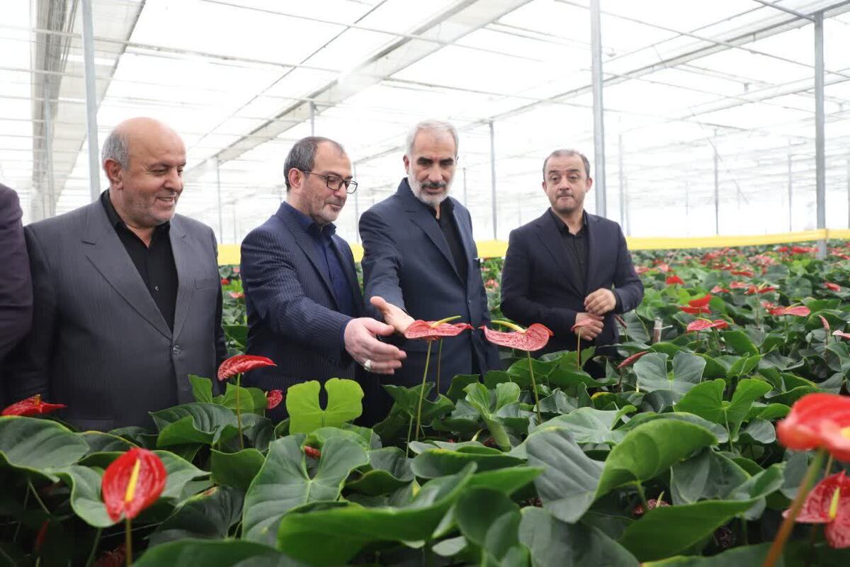 استاندار مازندران: هماهنگی هایی با وزیر صنعت و جهاد کشاورزی برای گره گشایی صادرات گل و گیاه از مازندران انجام شد
