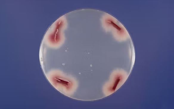 تلاش برای نجات موز در حال انقراض