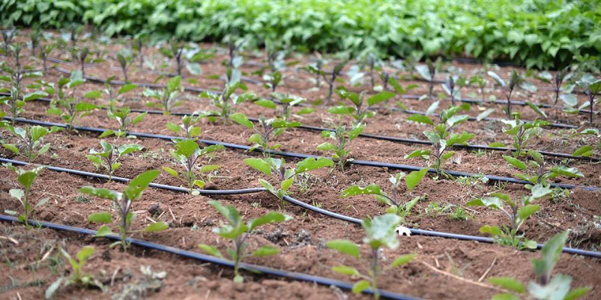 ۹۰ درصد آبیاری محصول گوجه فرنگی  در استان قزوین بصورت تیپ انجام می شود