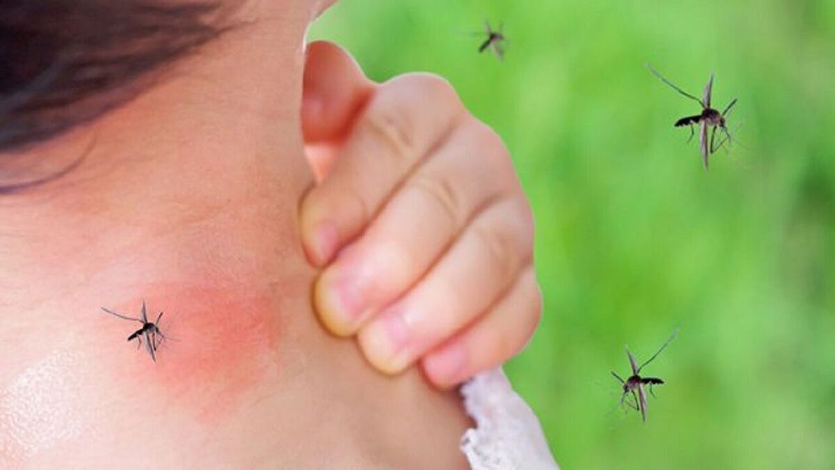 هشدار شبکه دامپزشکی سربیشه در خصوص افزایش جمعیت پشه‌ها در دامداری‌ها و شیوع تب دنگی
