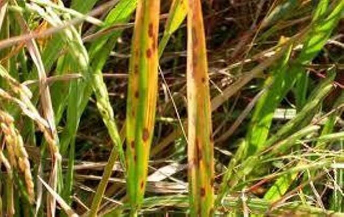 توصیه های فنی مدیر حفظ نباتات سازمان جهاد کشاورزی گیلان درباره بلاست برنج