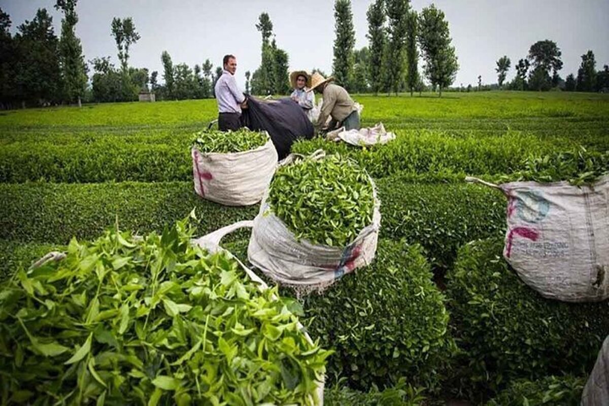 خرید بیش از ۸۶ هزار تن برگ سبز چای و پرداخت ۷۰۳ میلیارد تومان از پول چایکاران تاکنون