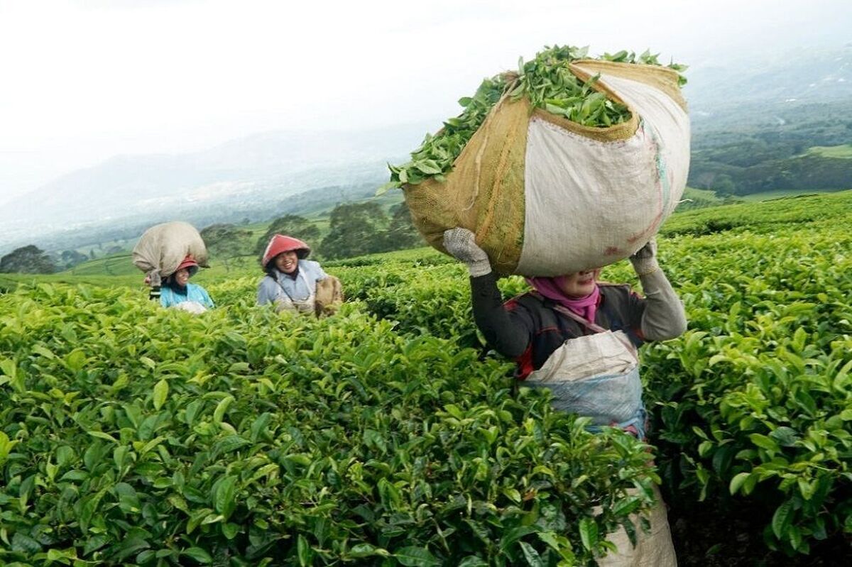بیش از ۸۶ هزار تن برگ سبز چای خریداری شد
