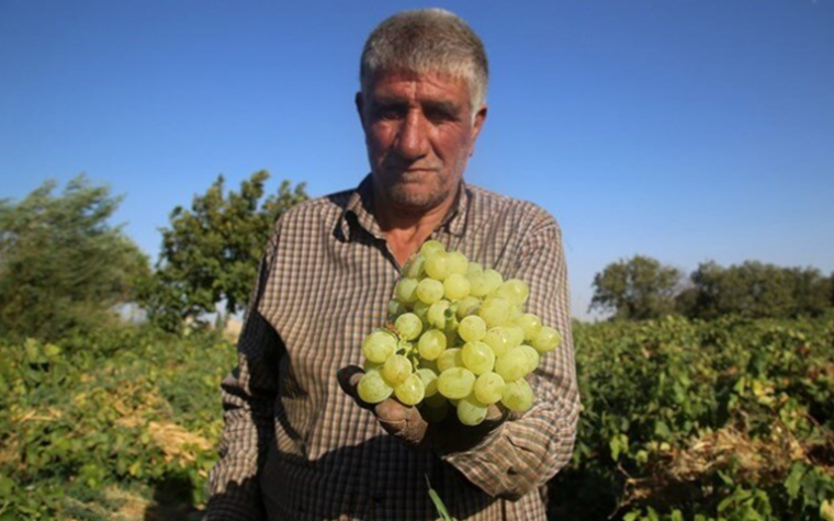 نشست برنامه ریزی بیست و هشتمین جشنواره انگور ۲۹ شهریور در شهرستان تاکستان برگزار می شود