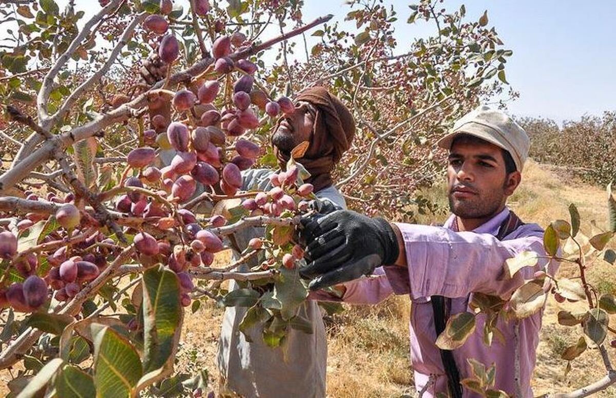 برداشت محصول پسته از باغات استان قزوین آغاز شد