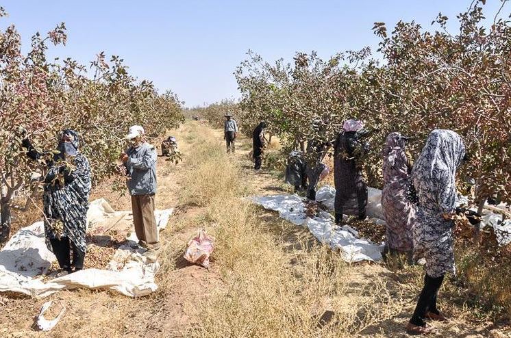 برداشت محصول پسته از باغات استان قزوین آغاز شد