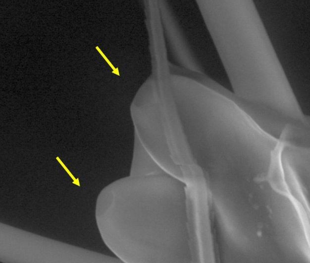 پشه‌ها چگونه با استفاده از اشعه مادون قرمز به شکار انسان‌ها می‌پردازند؟