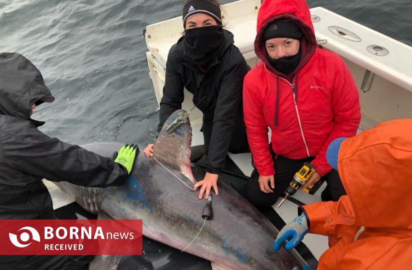 کوسه باردار در اعماق دریا طعمه شکارچی ناشناخته شد کوسه باردار در اعماق دریا طعمه شکارچی ناشناخته شد