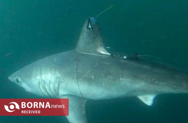 کوسه باردار در اعماق دریا طعمه شکارچی ناشناخته شد کوسه باردار در اعماق دریا طعمه شکارچی ناشناخته شد
