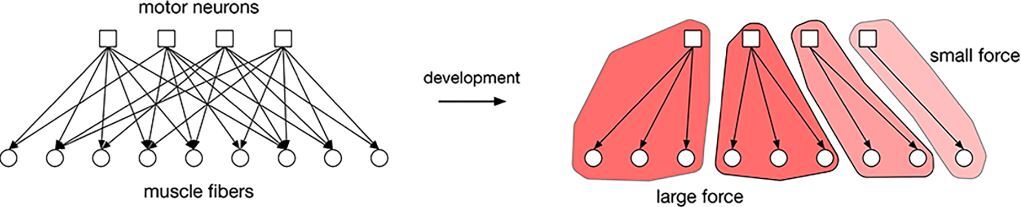 راه‌حلی نوین برای تطبیق در علوم کامپیوتر با الهام از سیستم عصبی
