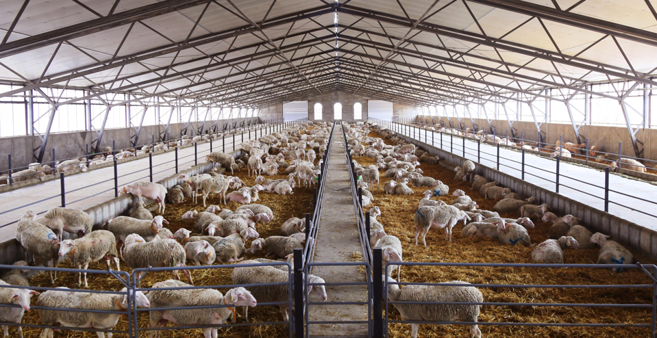 ۹۹۹ تعاونی مهم در استان قزوین فعال هستند