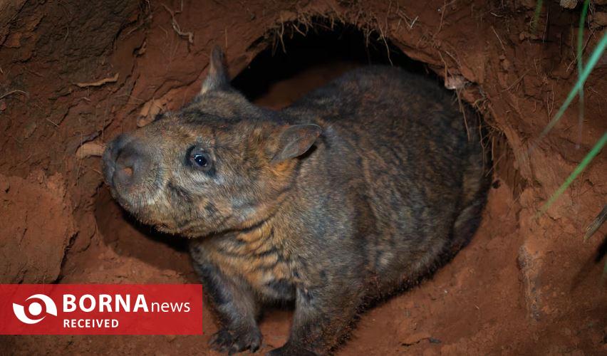 کشف نوزاد وومبت نادر/ امیدی تازه برای یکی از کمیابترین پستانداران استرالیا کشف نوزاد وومبت نادر/ امیدی تازه برای یکی از کمیابترین پستانداران استرالیا