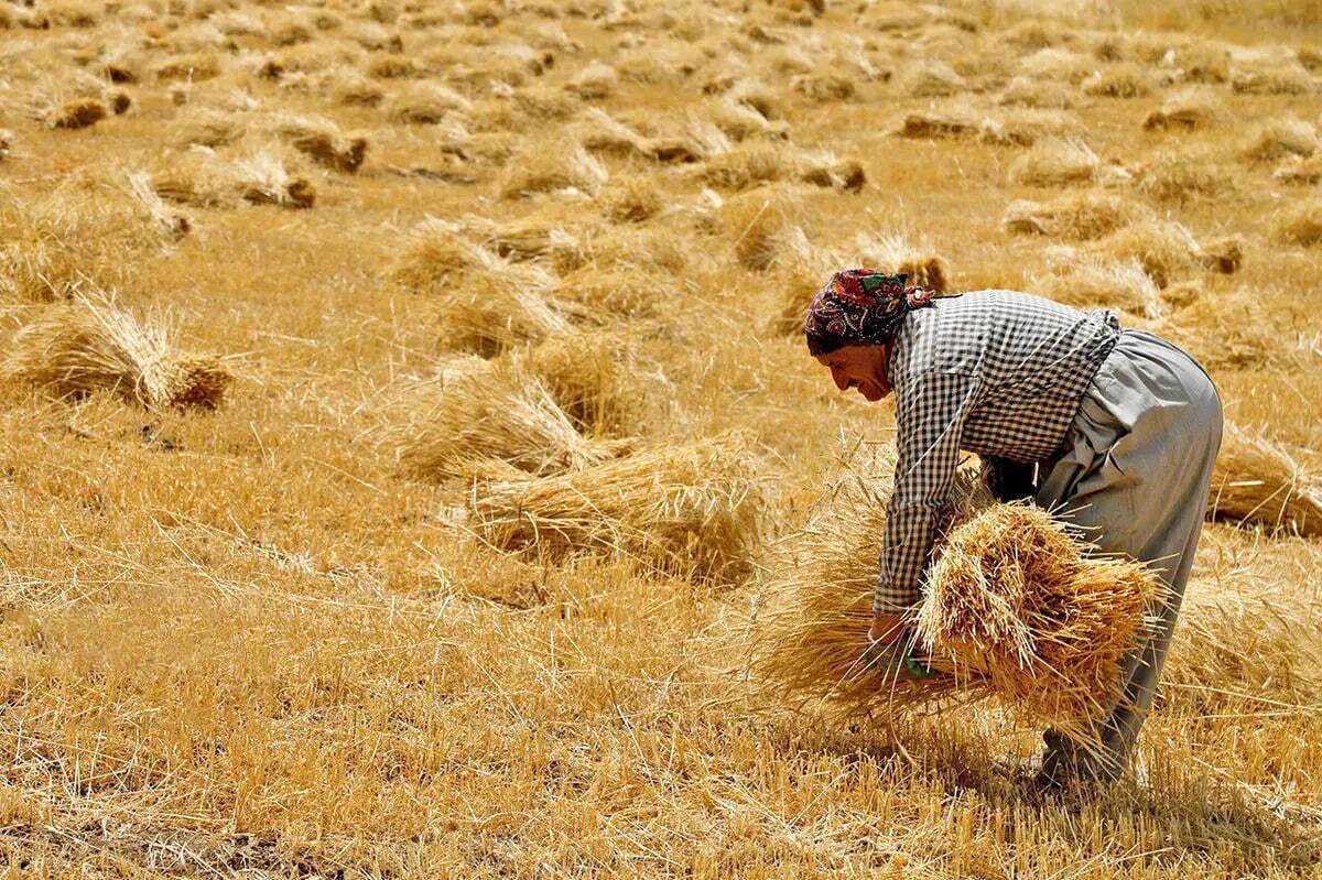 ۴۰ هزار میلیارد تومان از مطالبات گندم‌کاران پرداخت شد