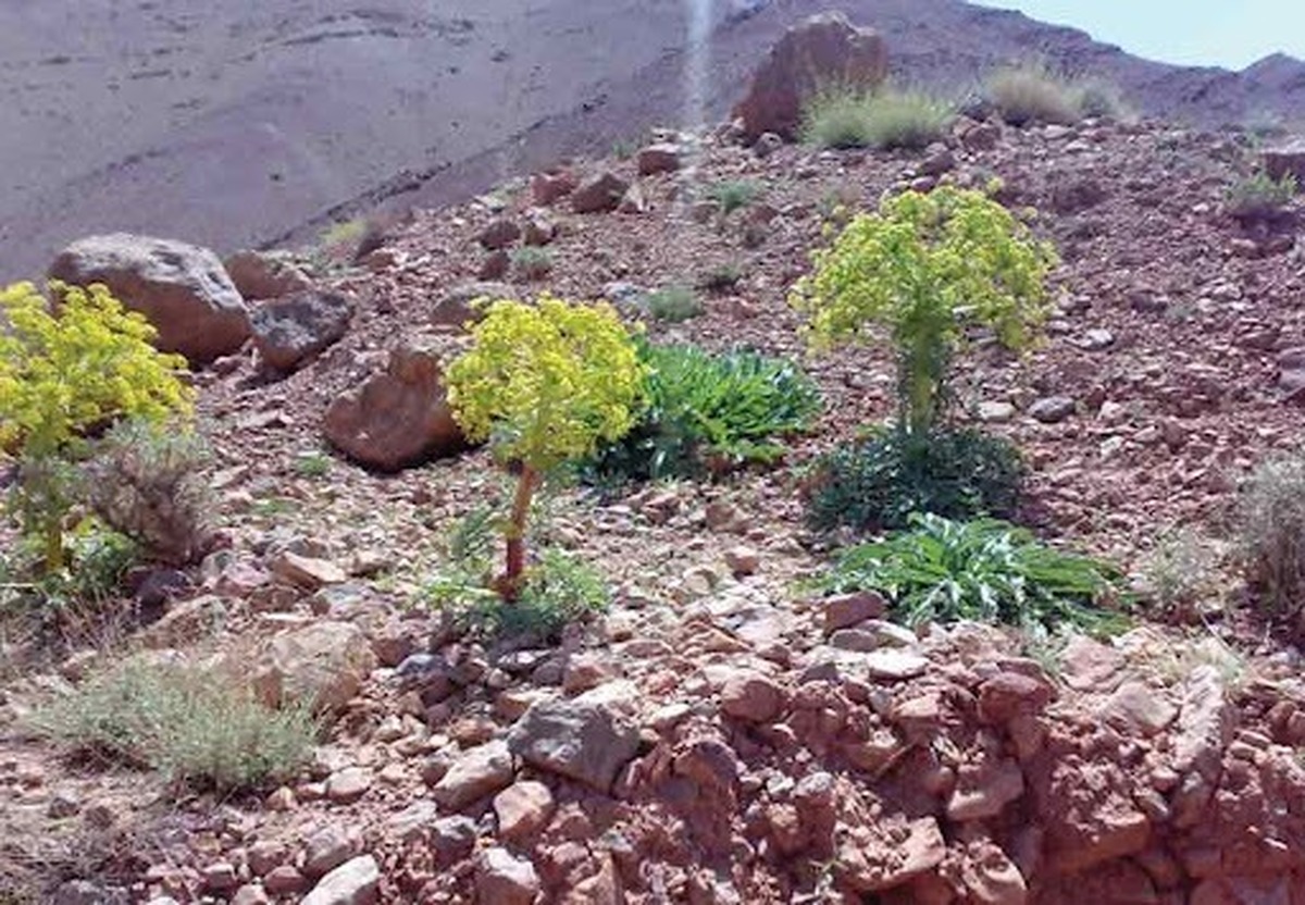 ممنوعیت برداشت آنغوزه در خراسان جنوبی