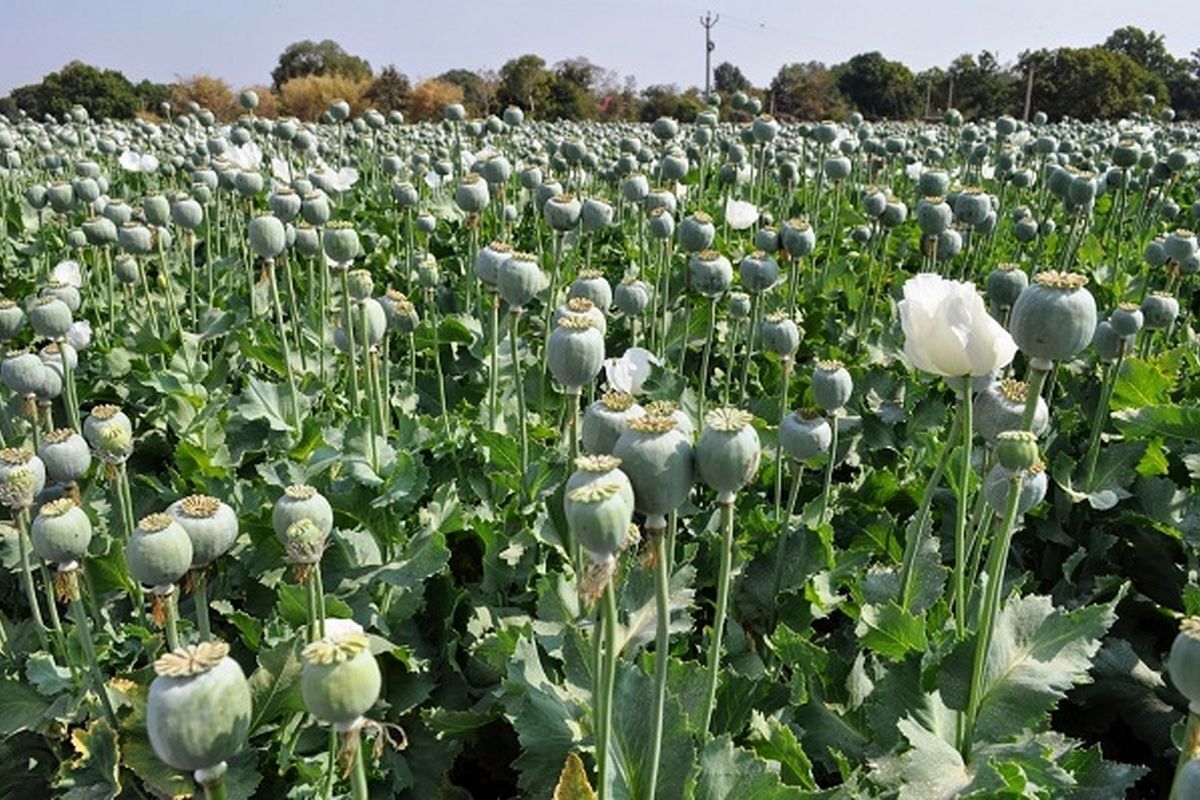 سیاه‌نمایی در رابطه با کشت خشخاش در استان کرمانشاه / دهیاران و اعضای شورا باید کشت گیاهان ممنوعه را گزارش دهند