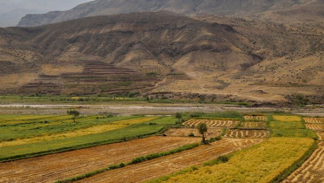 آغاز برداشت برنج از شالیزارهای استان قزوین آغاز برداشت برنج از شالیزارهای استان قزوین