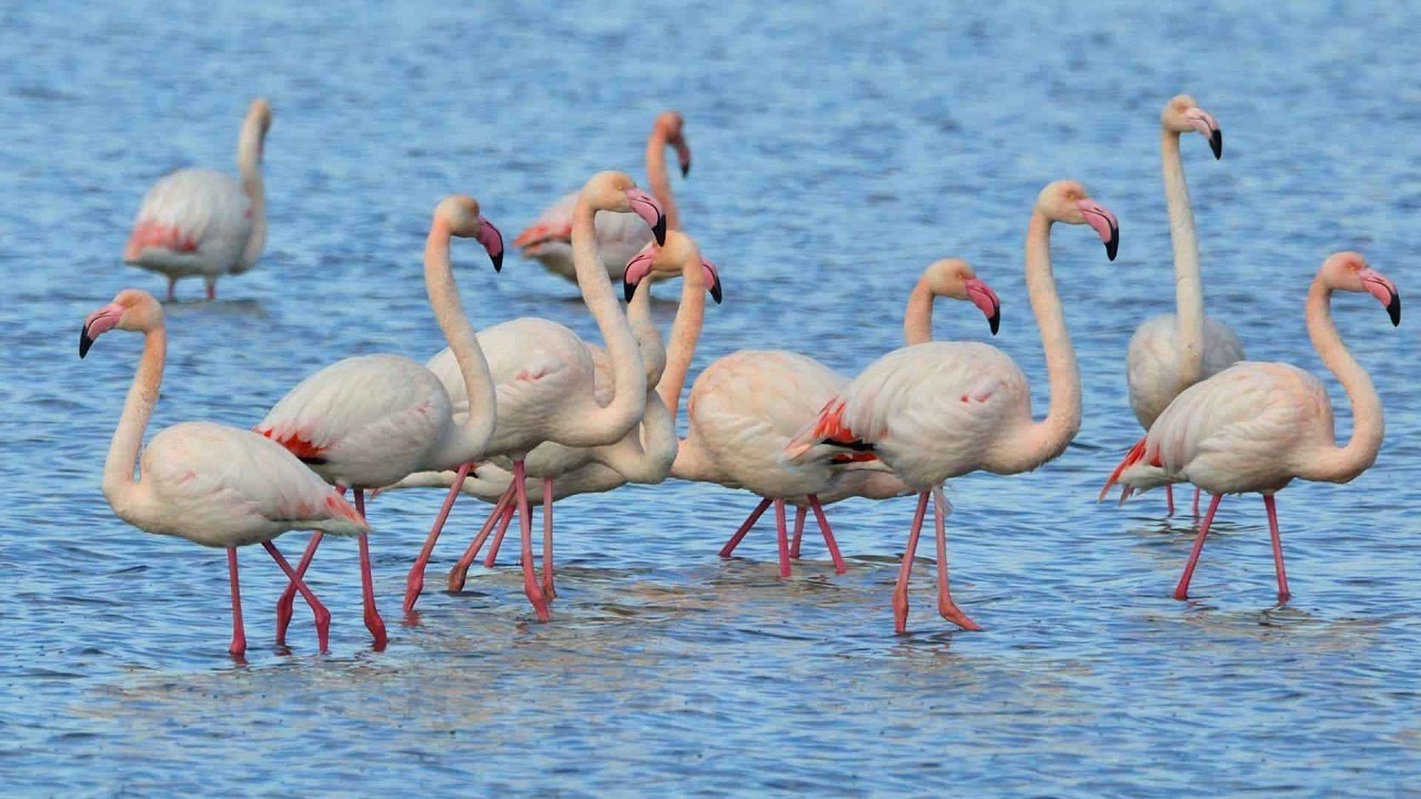 حضور ناخوانده فلامینگوها در تالاب میقان/ تولیدی حضور ناخوانده فلامینگوها در تالاب میقان/ تولیدی