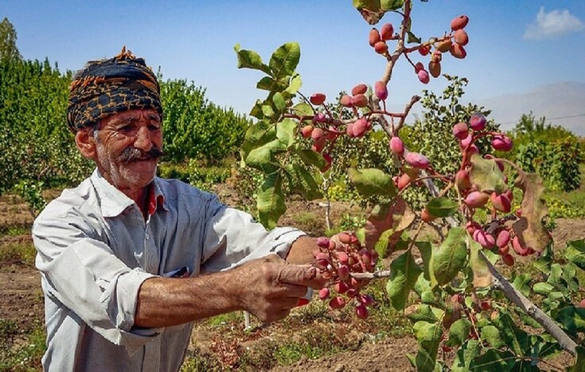 جایگزینی پسته با محصولات پرآب‌بر در آذربایجان غربی