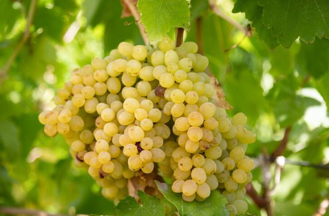 بیست و هشتمین جشنواره انگور در تاکستان برگزار می شود